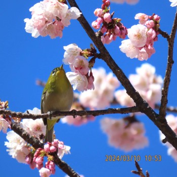 Warbling White-eye Toneri Park Sun, 3/10/2024