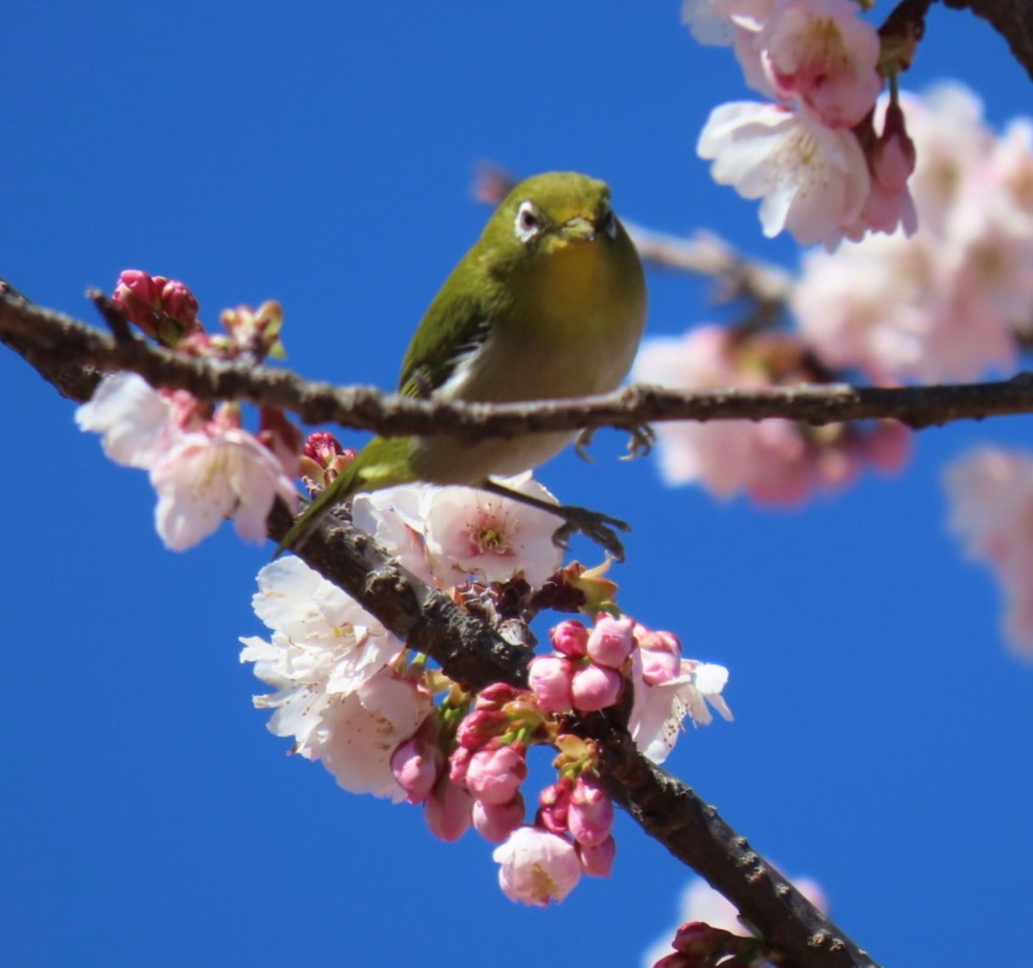 Photo of Warbling White-eye at Toneri Park by 焼き芋