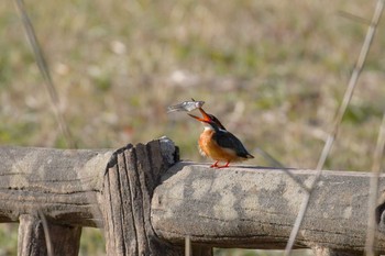 Common Kingfisher Mizumoto Park Sun, 3/10/2024