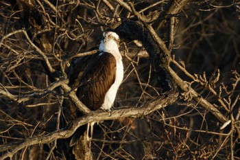 Osprey 愛知県 Sun, 3/3/2024