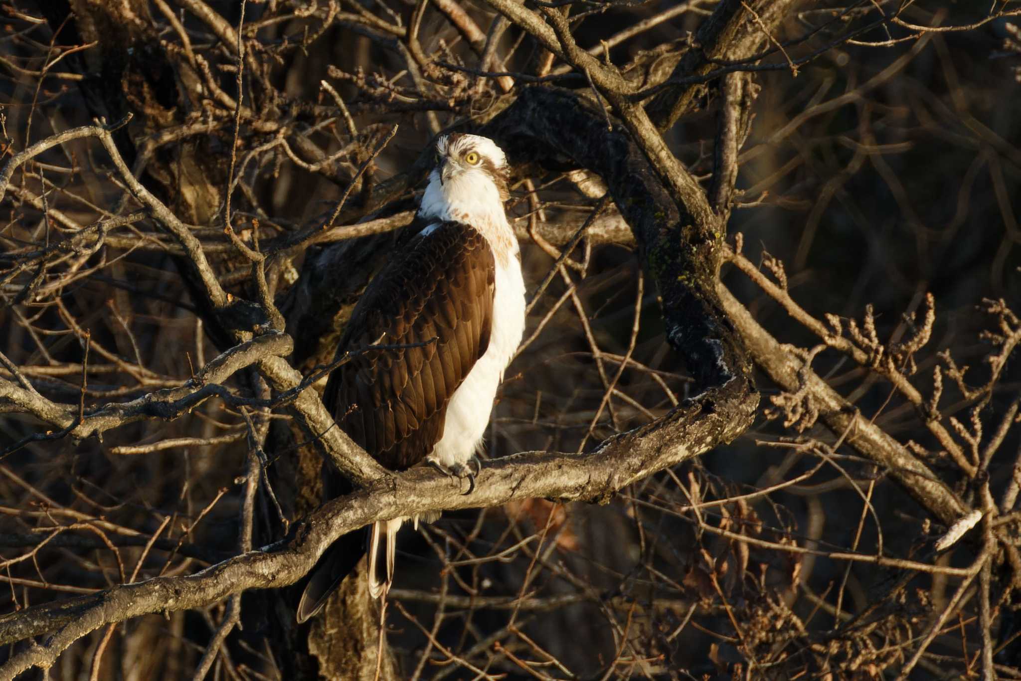 Photo of Osprey at 愛知県 by ma-★kun