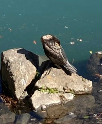 Great Cormorant 駿府公園 Mon, 3/11/2024