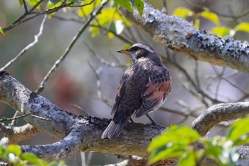 ツグミ ロクハ公園(滋賀県草津市) 2024年3月7日(木)