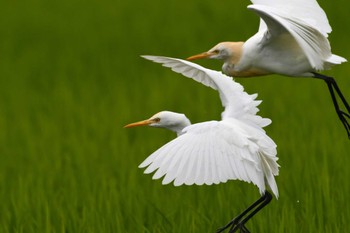 Eastern Cattle Egret Iriomote Island(Iriomotejima) Sun, 3/10/2024