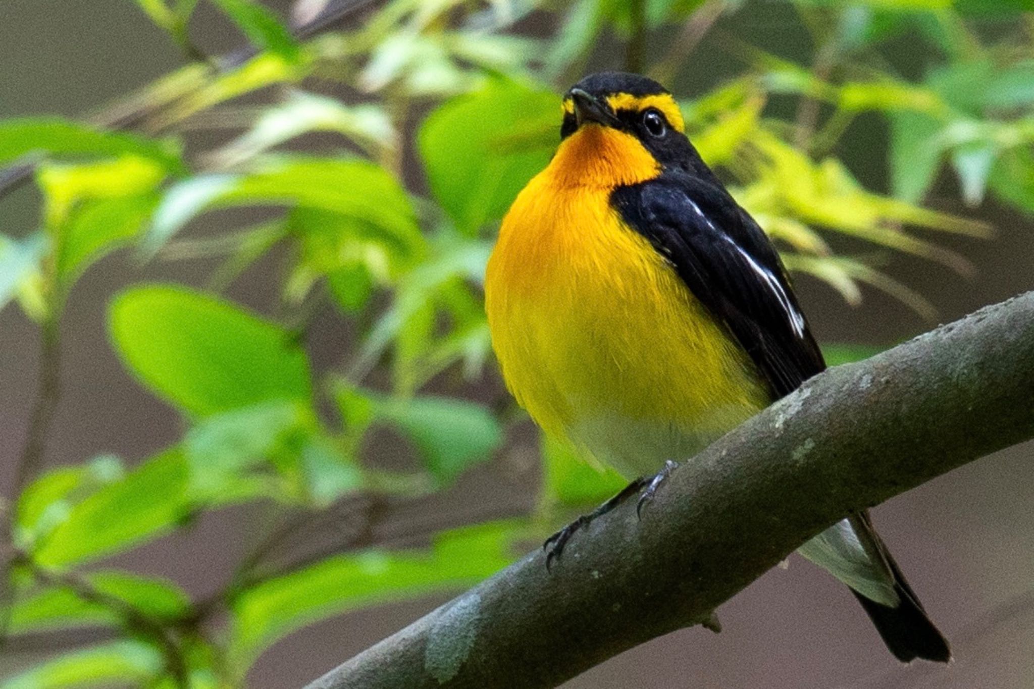 Photo of Narcissus Flycatcher at 福岡 by アグリ