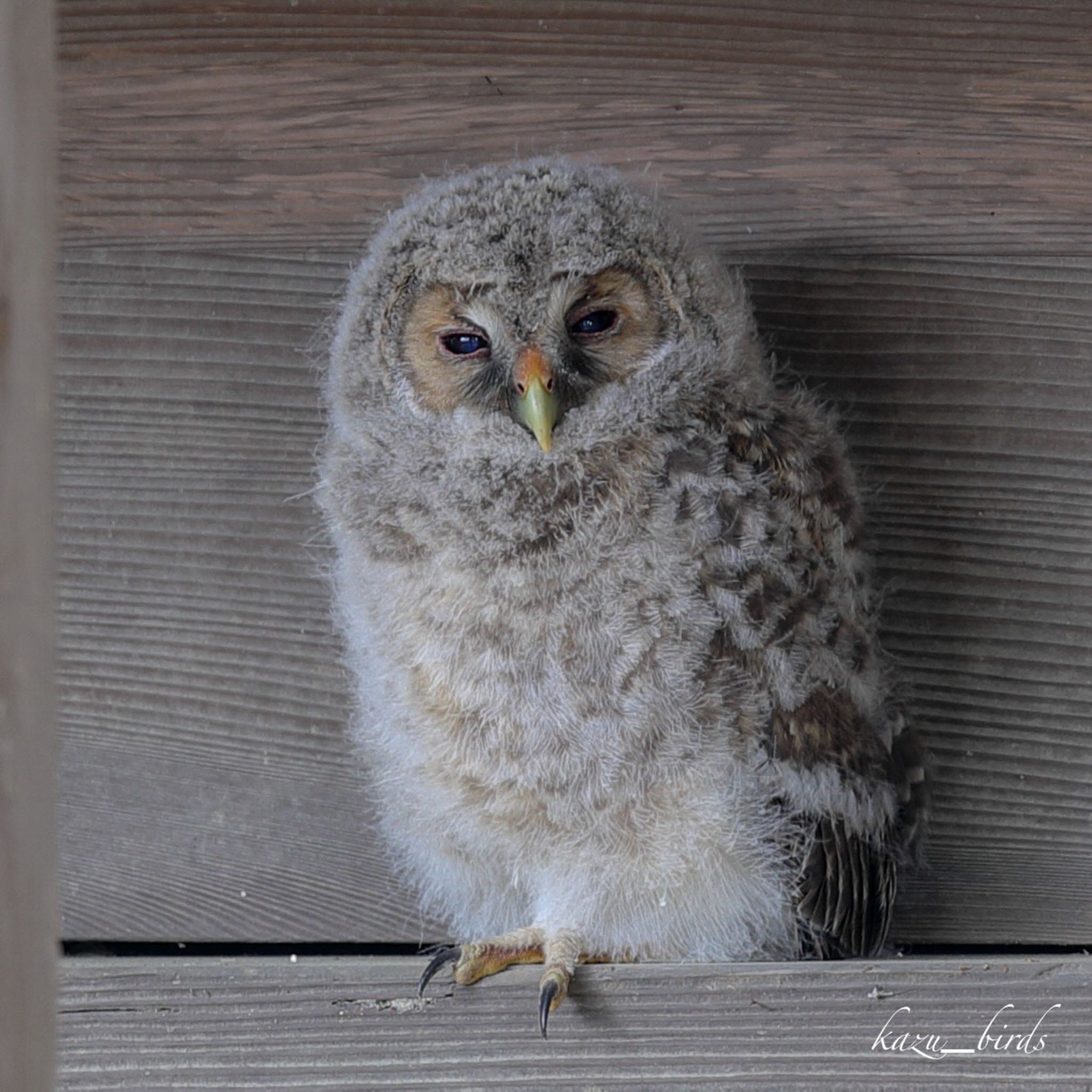 Photo of Ural Owl at 福岡 by アグリ