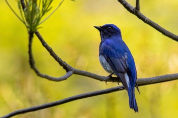 Blue-and-white Flycatcher 福岡 Tue, 4/28/2020