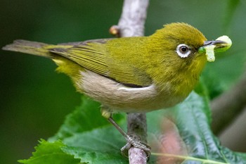 Warbling White-eye 福岡 Tue, 5/19/2020