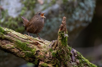 Eurasian Wren 福岡 Thu, 4/30/2020