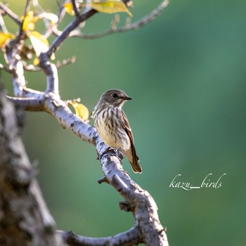 Grey-streaked Flycatcher 福岡 Wed, 10/7/2020