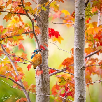 Common Kingfisher 福岡 Sun, 10/11/2020