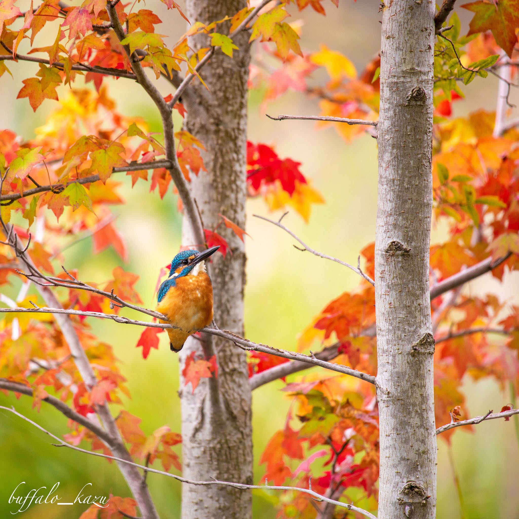 Photo of Common Kingfisher at 福岡 by アグリ