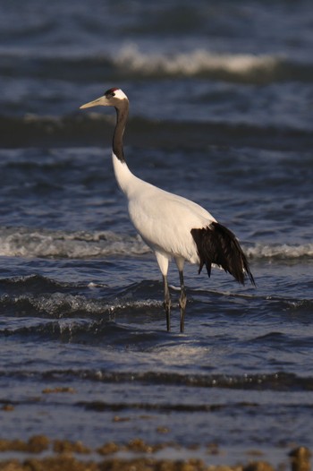 Red-crowned Crane 大分 Wed, 1/12/2022