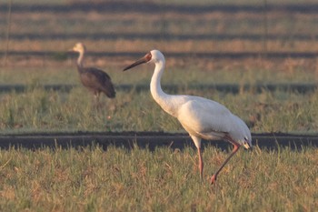 Siberian Crane 鹿児島 Mon, 11/1/2021