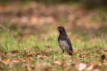 Japanese Thrush 福岡 Thu, 4/15/2021