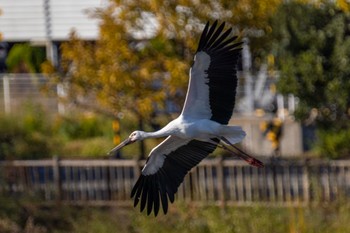 コウノトリ 福岡 2021年11月7日(日)