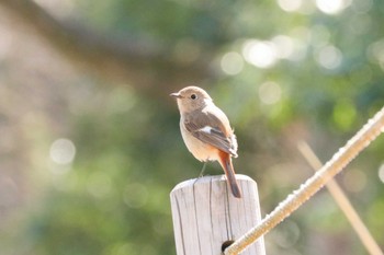 Daurian Redstart Mitsuike Park Mon, 3/11/2024