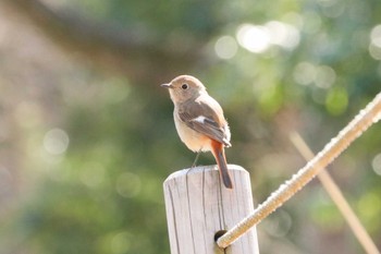 ジョウビタキ 三ツ池公園(横浜市鶴見区) 2024年3月11日(月)