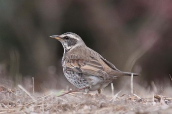 Dusky Thrush 恩田川(小山町付近) Sun, 3/10/2024