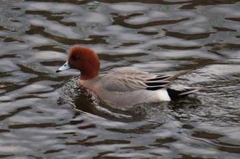 Eurasian Wigeon 恩田川(小山町付近) Sun, 3/10/2024