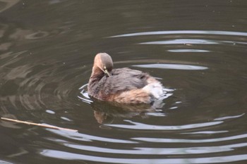 Little Grebe 恩田川(小山町付近) Sun, 3/10/2024