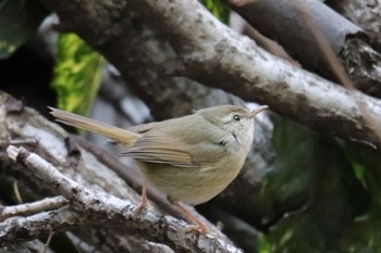 Japanese Bush Warbler 四季の森公園(横浜市緑区) Mon, 3/11/2024