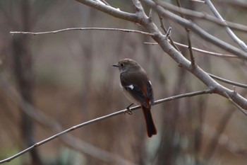 Daurian Redstart 新治市民の森 Mon, 3/11/2024