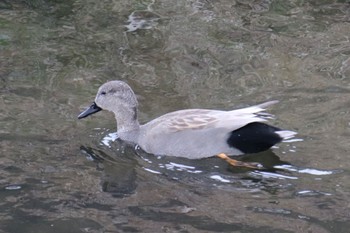 Gadwall 恩田川(小山町付近) Sun, 3/10/2024