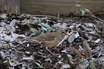 Pale Thrush 四季の森公園(横浜市緑区) Mon, 3/11/2024