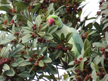 Indian Rose-necked Parakeet 横浜市緑区小山町 Sat, 6/24/2023