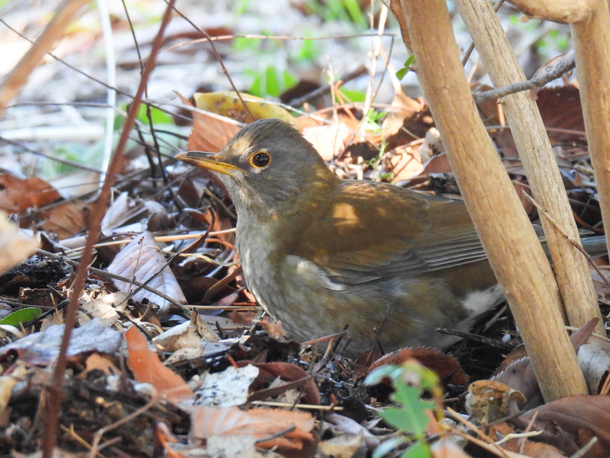 Photo of Pale Thrush at  by じゃすみん 岐阜ラブ❤︎