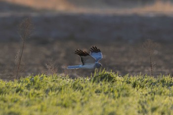 Hen Harrier Unknown Spots Sun, 3/10/2024