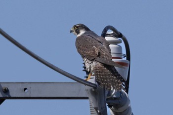 Peregrine Falcon Unknown Spots Sun, 3/10/2024