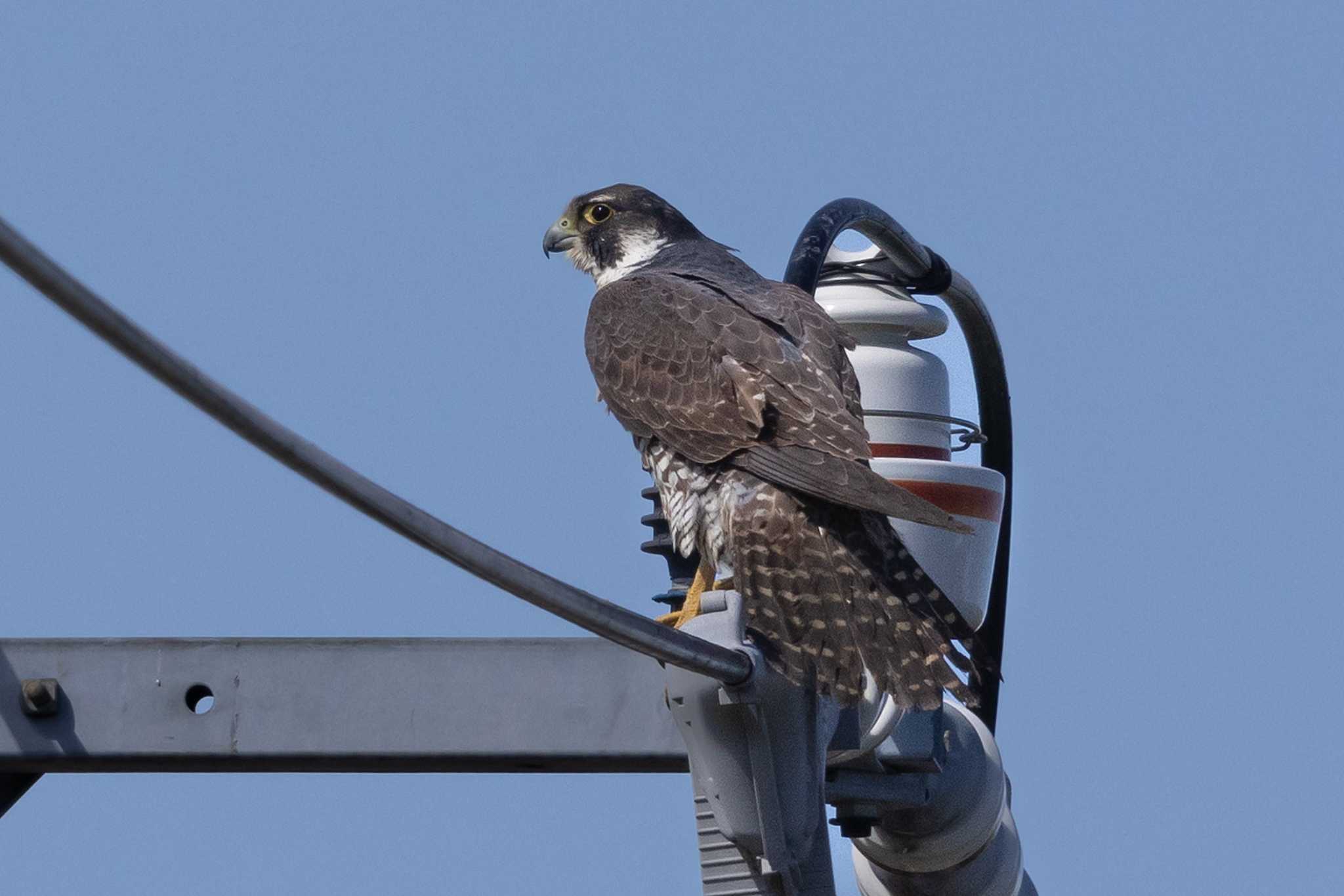 Photo of Peregrine Falcon at  by My