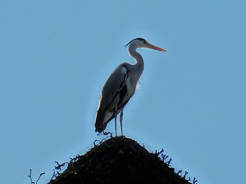 Grey Heron Tama Zoological Park Sat, 12/9/2017