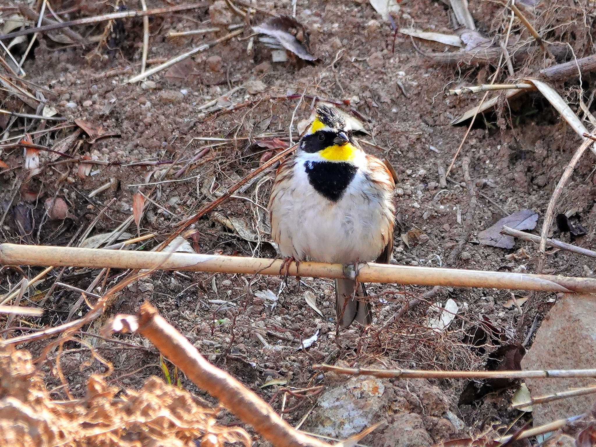 Photo of Yellow-throated Bunting at 稲佐山公園 by M Yama