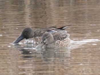 Northern Shoveler Shin-yokohama Park Sun, 12/24/2023