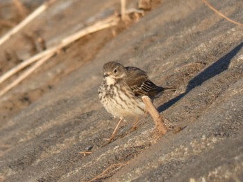 Water Pipit 恩田川(鶴見川合流点付近) Fri, 12/29/2023