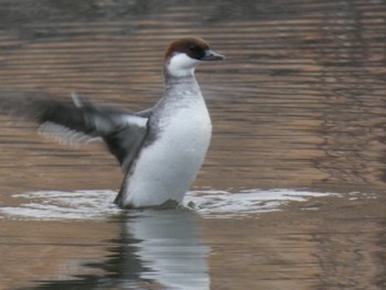 Smew Shin-yokohama Park Sun, 12/24/2023