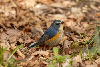 Red-flanked Bluetail 再度山 Sun, 3/10/2024