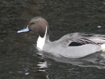 Northern Pintail 恩田川(小山町付近) Thu, 1/11/2024