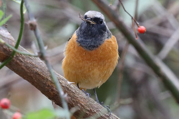 ジョウビタキ 東京都多摩地域 2018年12月2日(日)