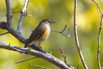 Red-flanked Bluetail 奈良　馬見丘陵公園 Mon, 3/11/2024