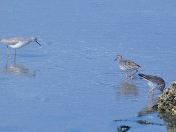 アカアシシギ 大阪南港野鳥園 2024年3月11日(月)