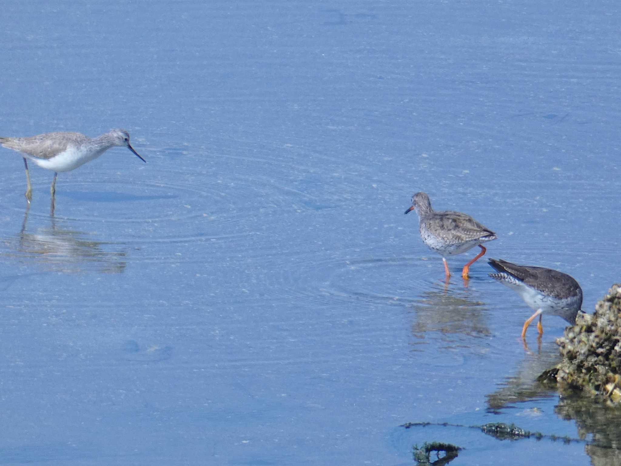 大阪南港野鳥園 アカアシシギの写真 by Toshihiro Yamaguchi