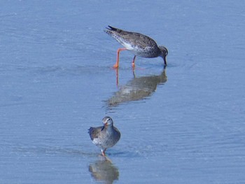 2024年3月11日(月) 大阪南港野鳥園の野鳥観察記録