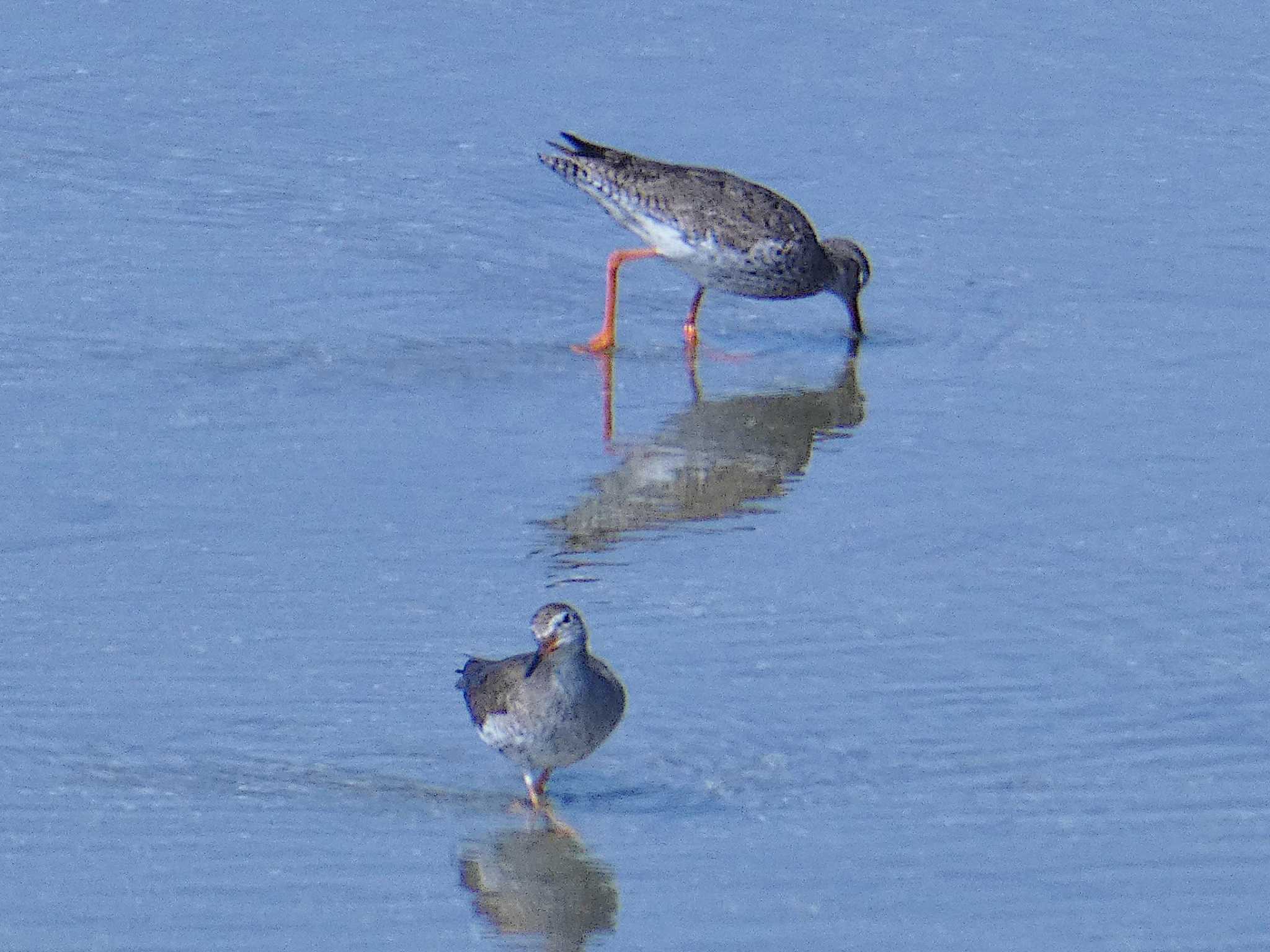 大阪南港野鳥園 アカアシシギの写真 by Toshihiro Yamaguchi