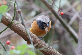 Daurian Redstart 東京都多摩地域 Sun, 12/2/2018