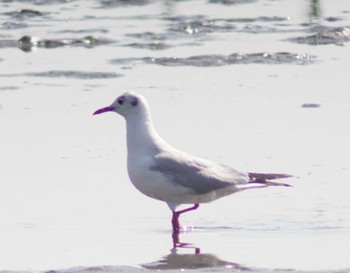 ユリカモメ ふなばし三番瀬海浜公園 2024年3月11日(月)