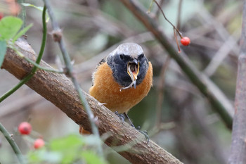 Daurian Redstart 東京都多摩地域 Sun, 12/2/2018